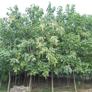 梓树8~10cm3~3.5米