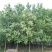 梓树8~10cm3~3.5米