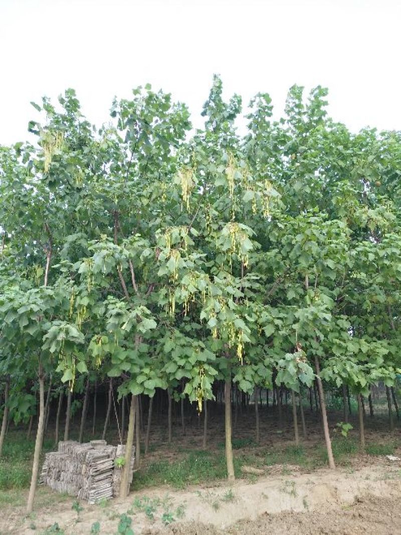 梓树8~10cm3~3.5米