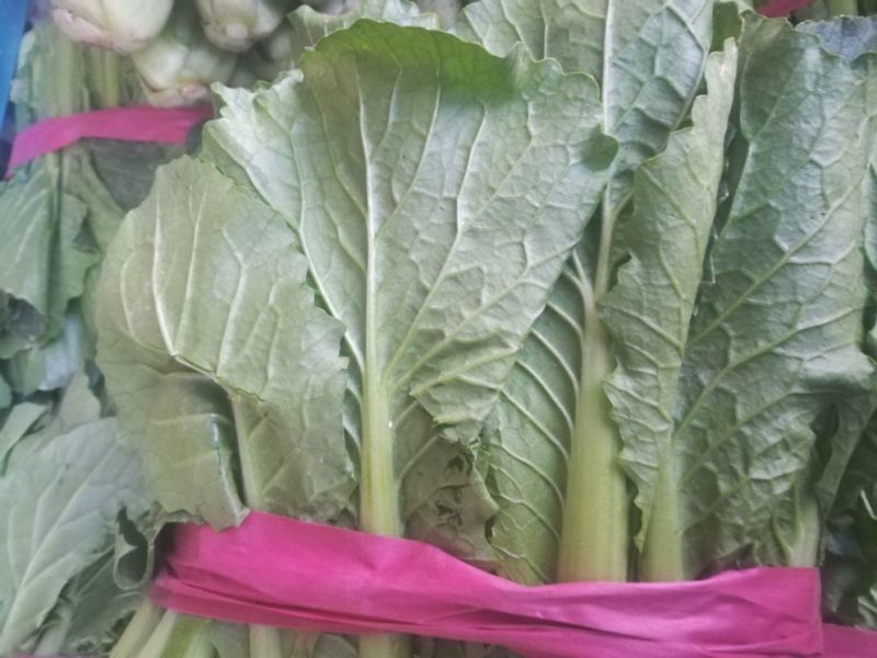 精品小白菜河北小白菜20cm产地直销一手货源