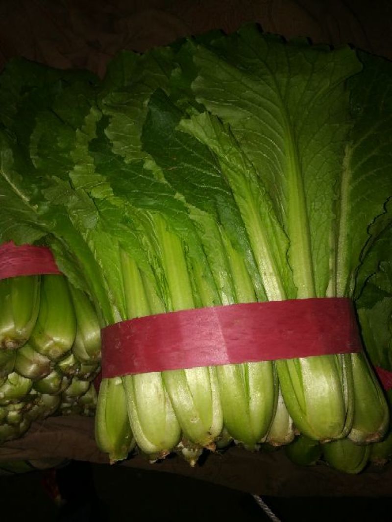 精品小白菜河北小白菜20cm产地直销一手货源