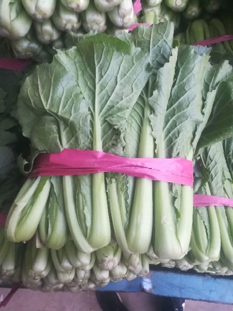 精品小白菜河北小白菜20cm产地直销一手货源