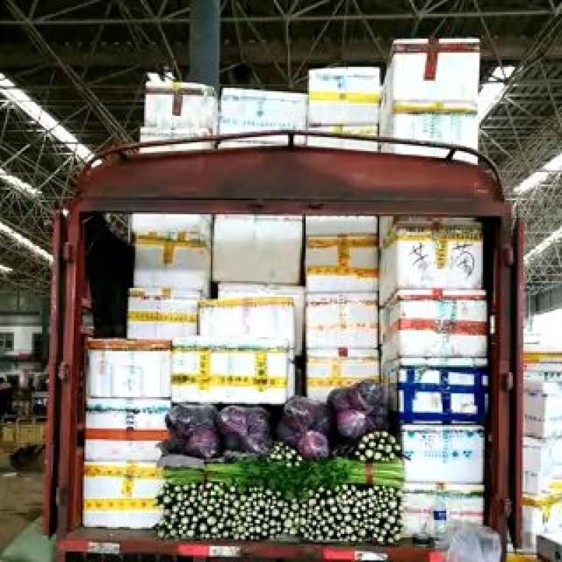 精品小白菜河北小白菜20cm产地直销一手货源