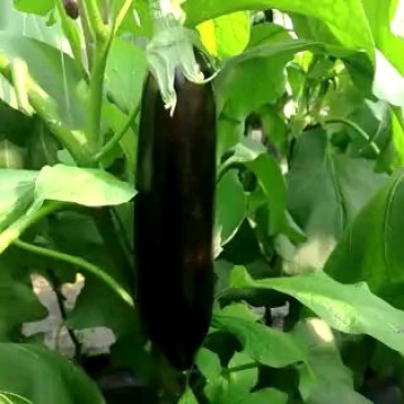 长茄子4两以上