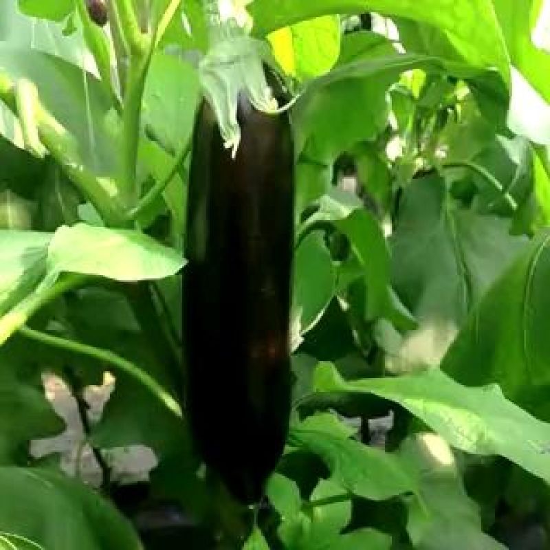 长茄子4两以上