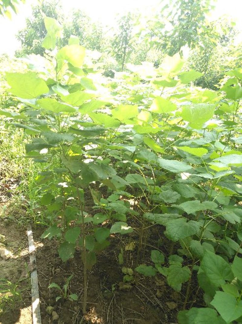 梓树10~12cm3~3.5米