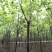 梓树10~12cm3~3.5米