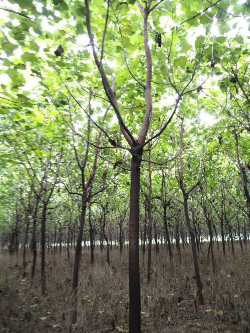 梓树10~12cm3~3.5米