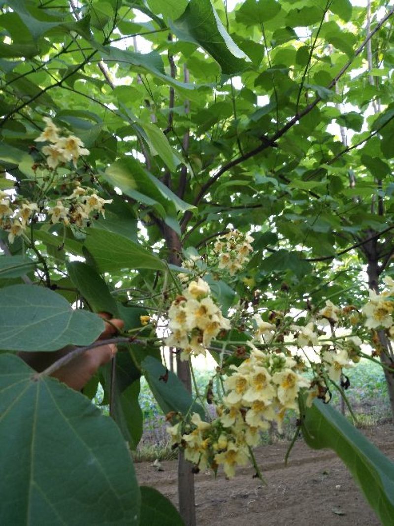 梓树10~12cm3~3.5米