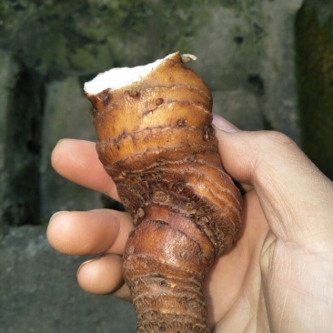 云南重楼统个鲜货