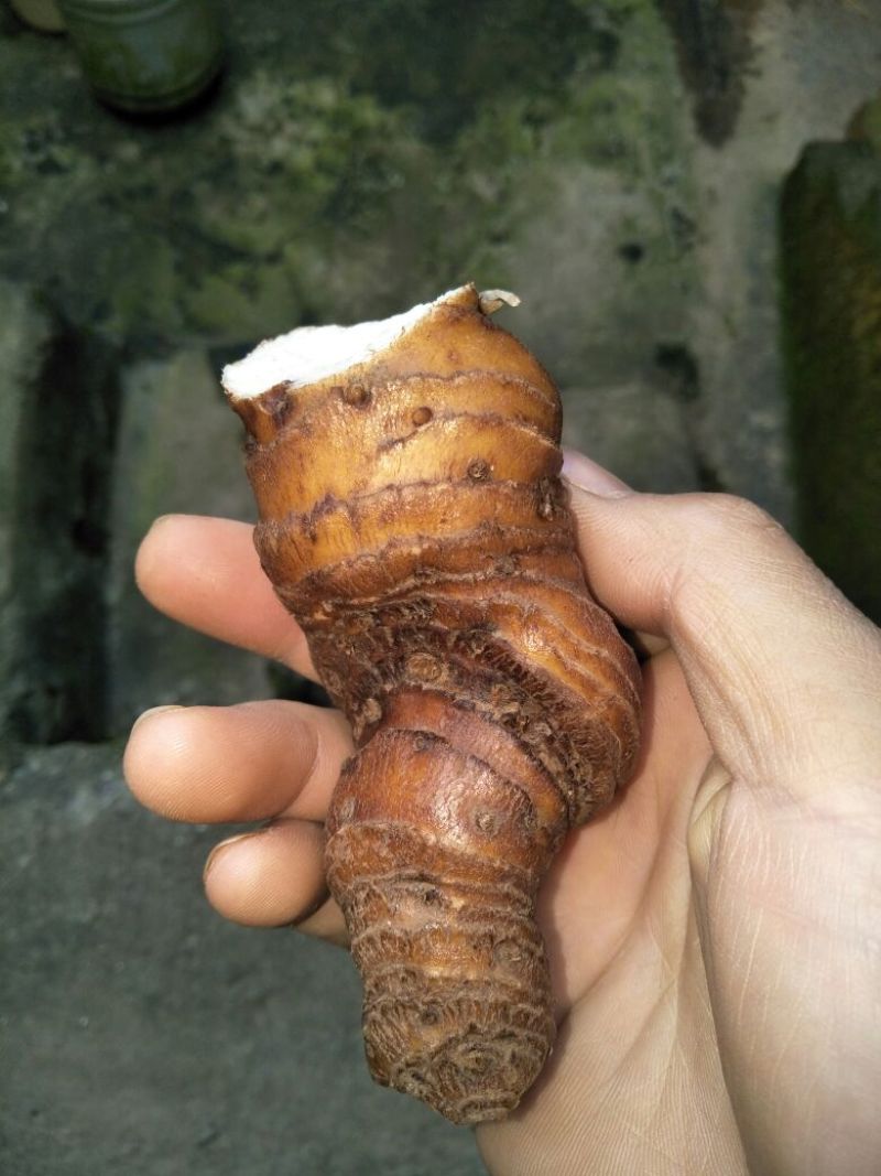 云南重楼统个鲜货