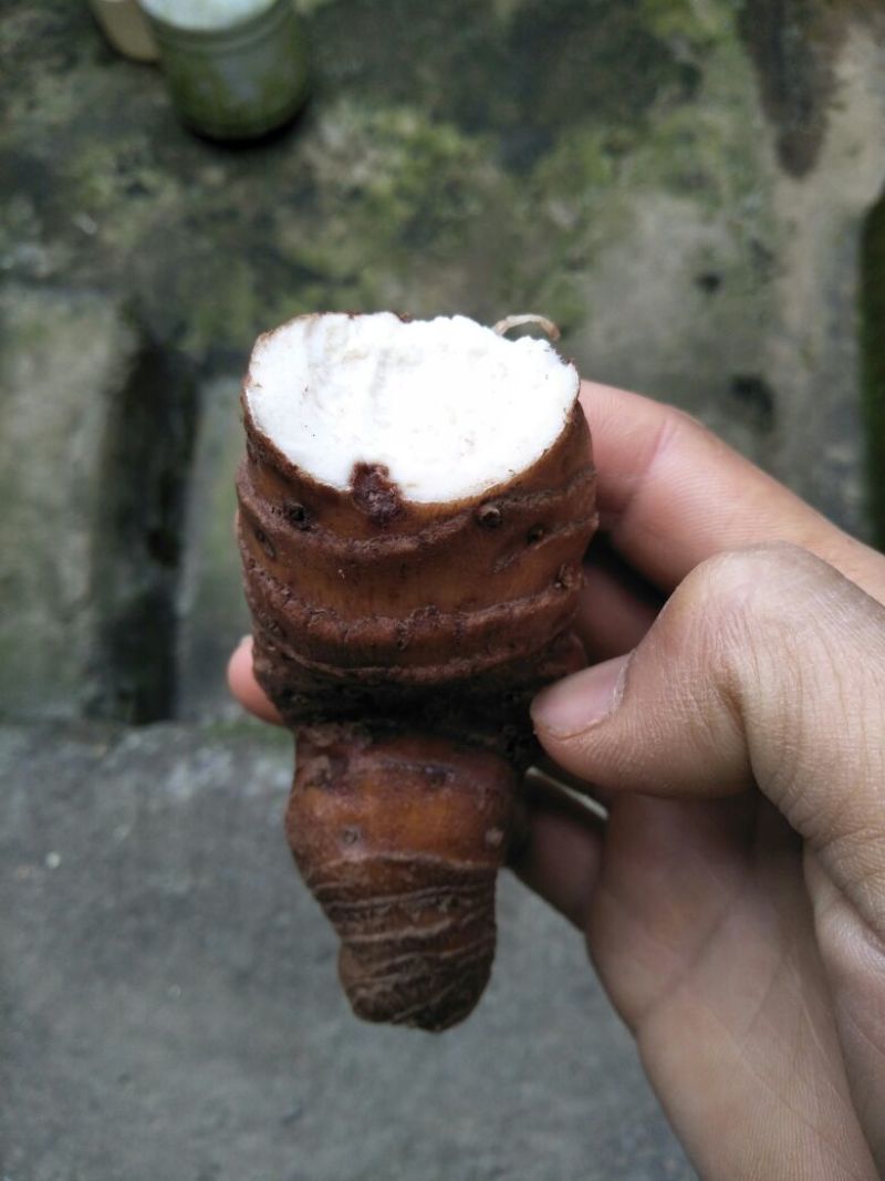 云南重楼统个鲜货