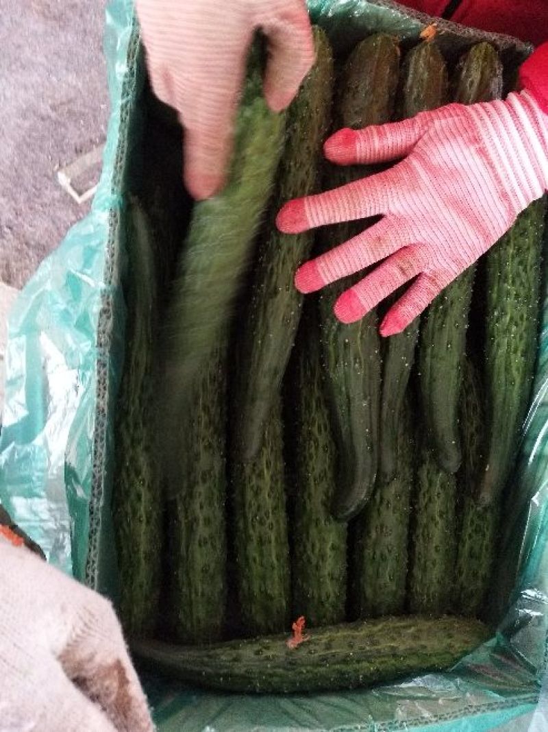 密刺黄瓜干花带刺，30公分左右，都是棚子的货，质量好