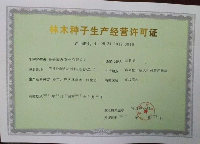 西瓜芭乐红肉番石榴苗营养袋苗