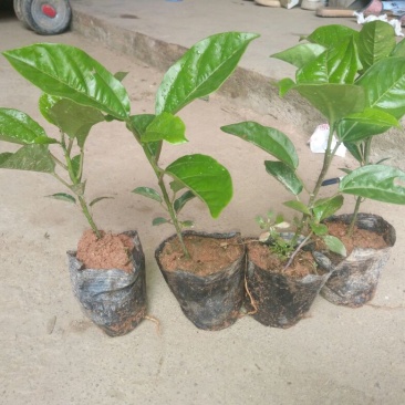 黄金百香苗百香果百香果苗