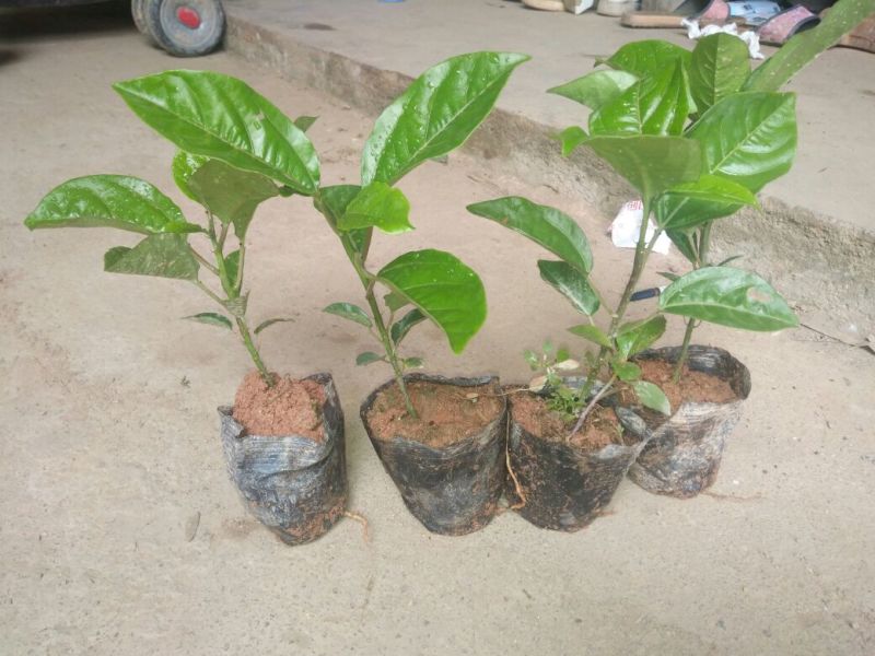 黄金百香苗百香果百香果苗