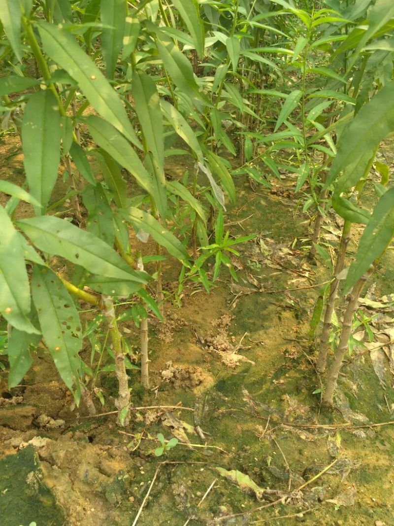 毛桃树苗80cm以上