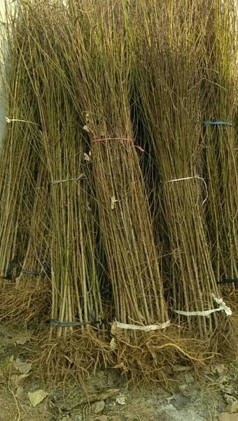 毛桃树苗80cm以上
