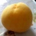 黄金蜜桃4号树苗80cm以上