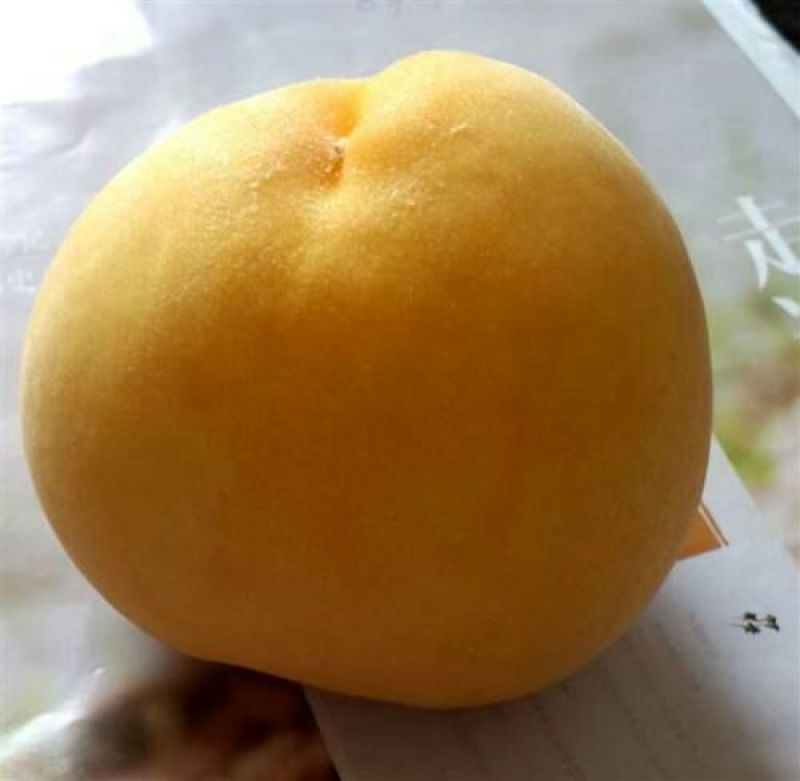 黄金蜜桃4号树苗80cm以上