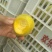 黄桃树苗80cm以上