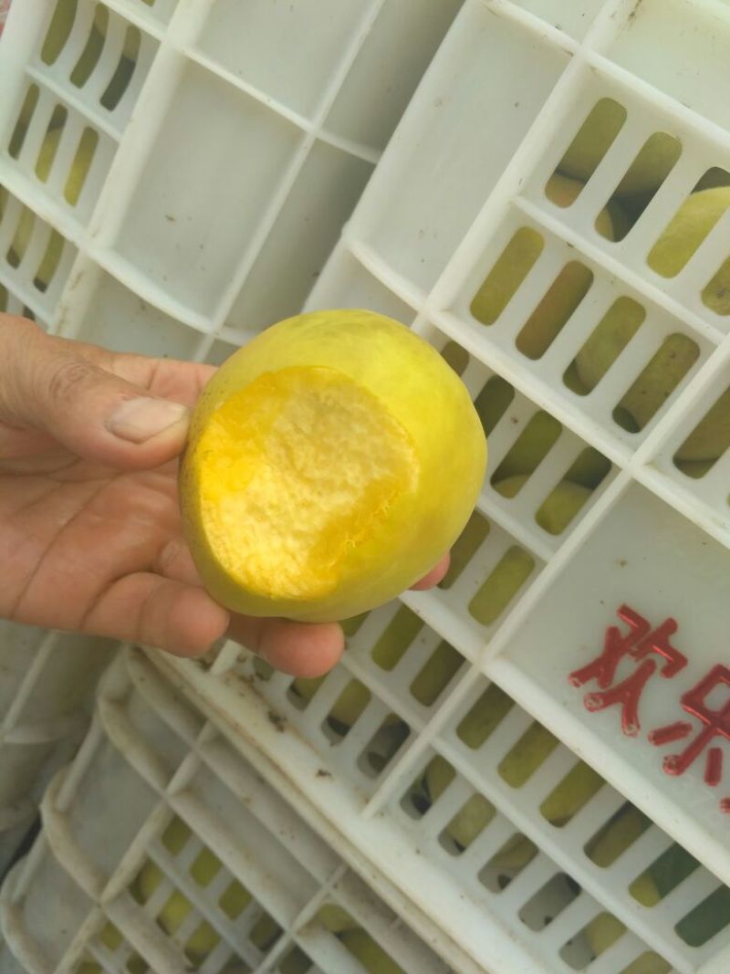 黄桃树苗80cm以上