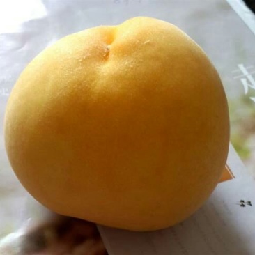 黄桃树苗80cm以上