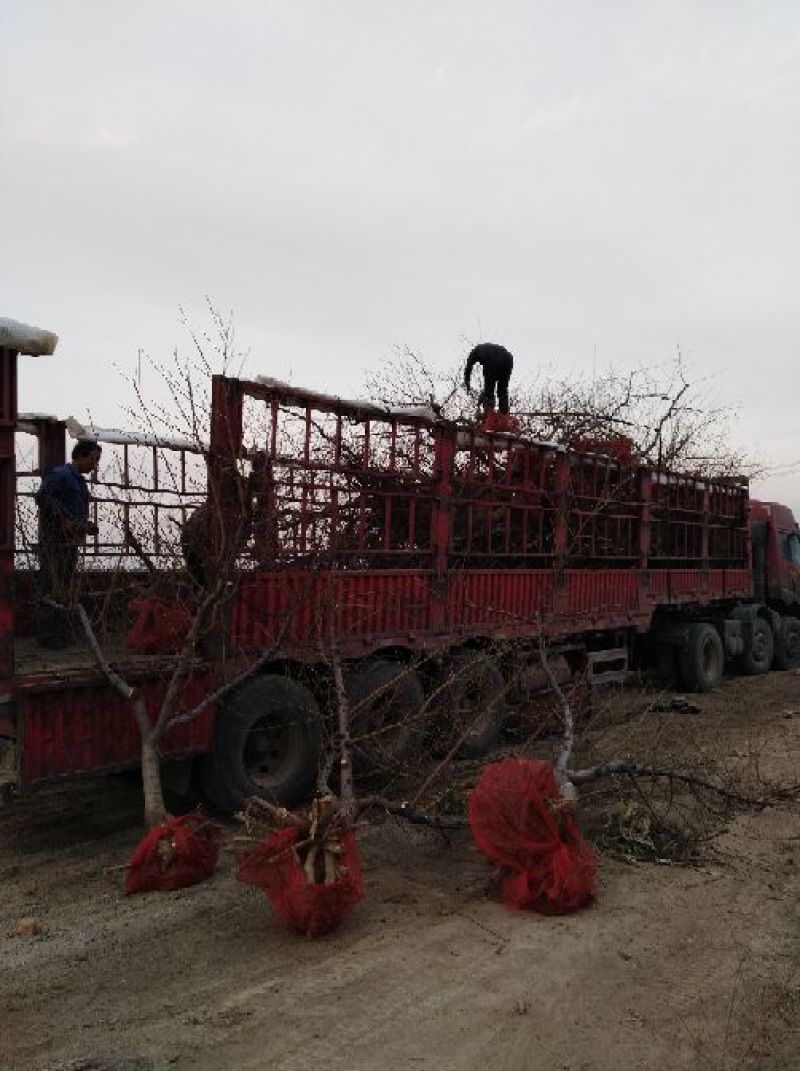 苹果树2一20公分的精品低价位且有占地果树苗
