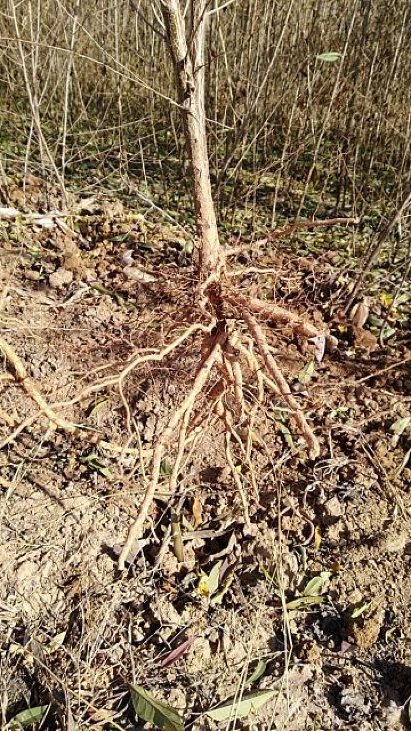牡丹苗白芍苗年产百万，均有1一3年苗木