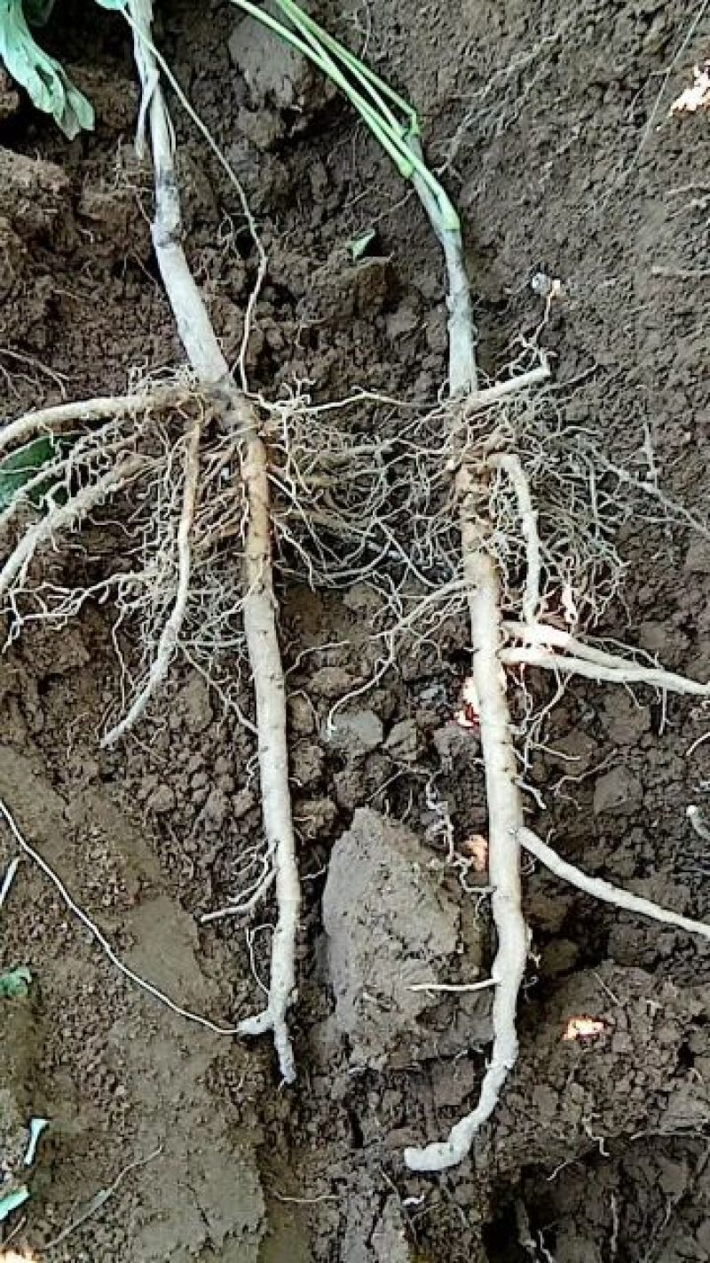 牡丹苗白芍苗年产百万，均有1一3年苗木