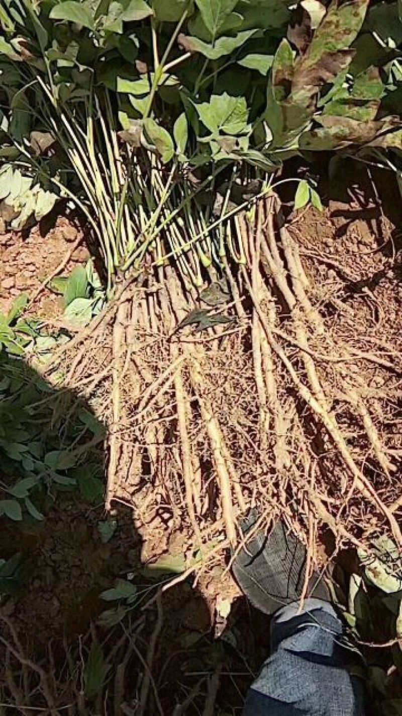 牡丹苗白芍苗年产百万，均有1一3年苗木