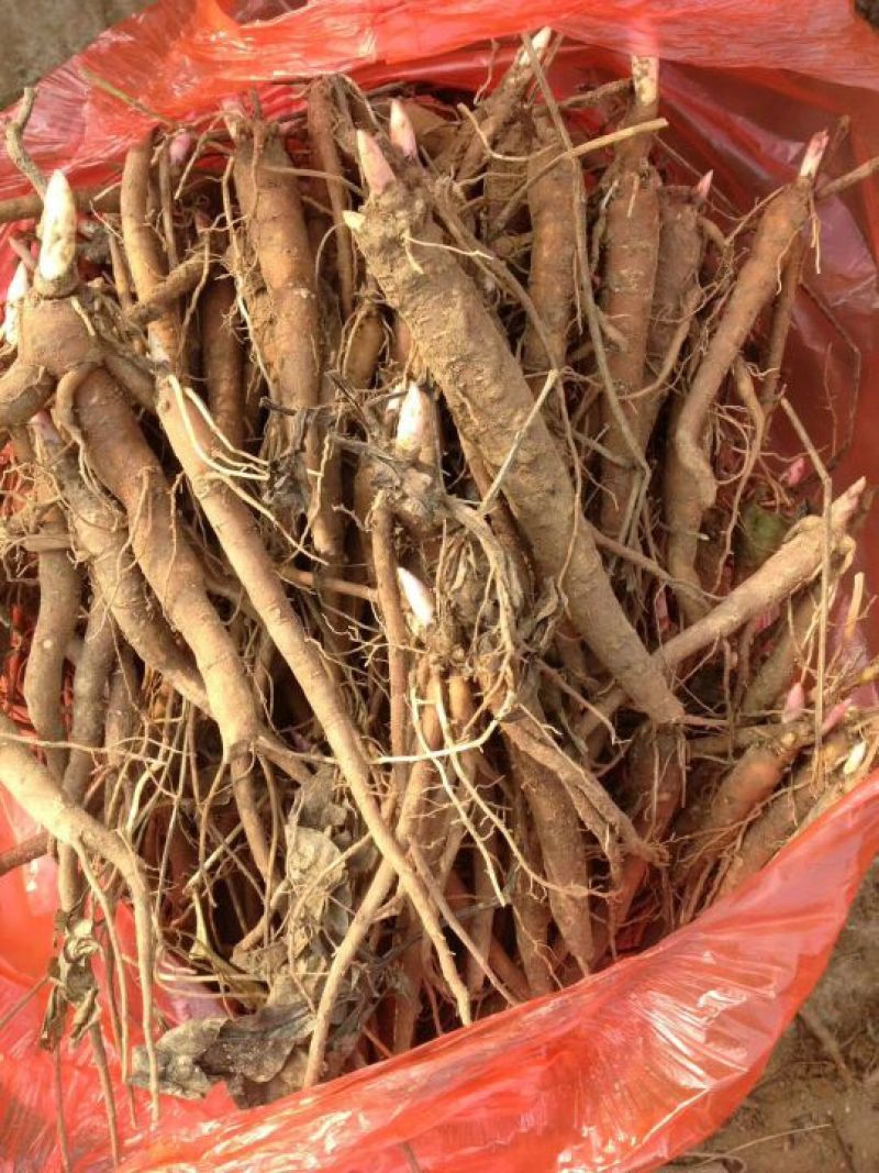 牡丹苗白芍苗年产百万，均有1一3年苗木