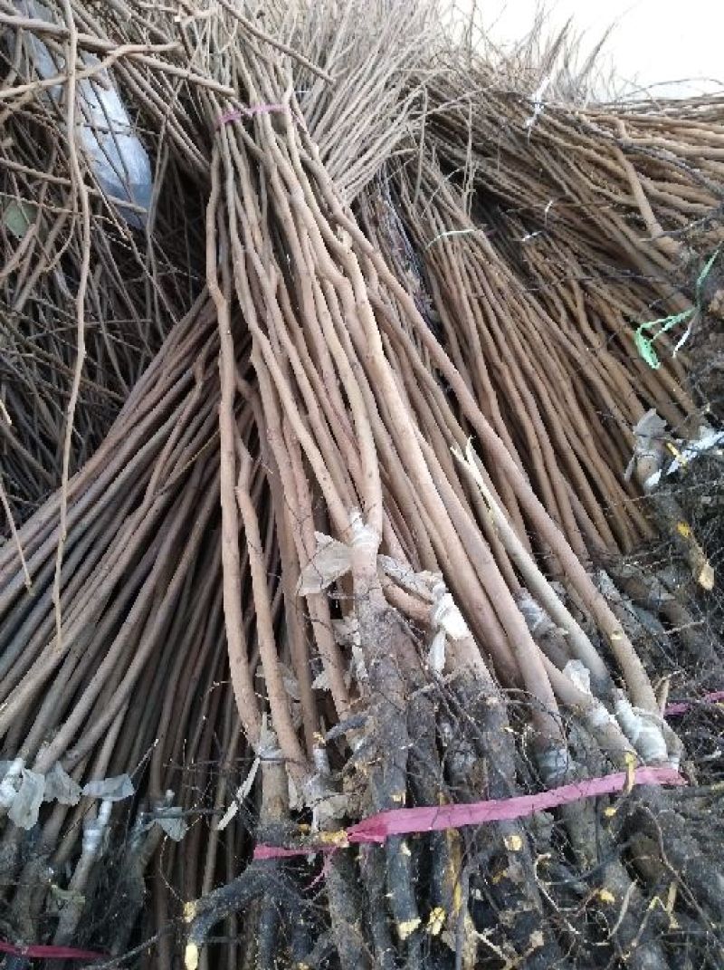 阳丰甜柿子树苗80~100cm年产十万到二十万，品种纯