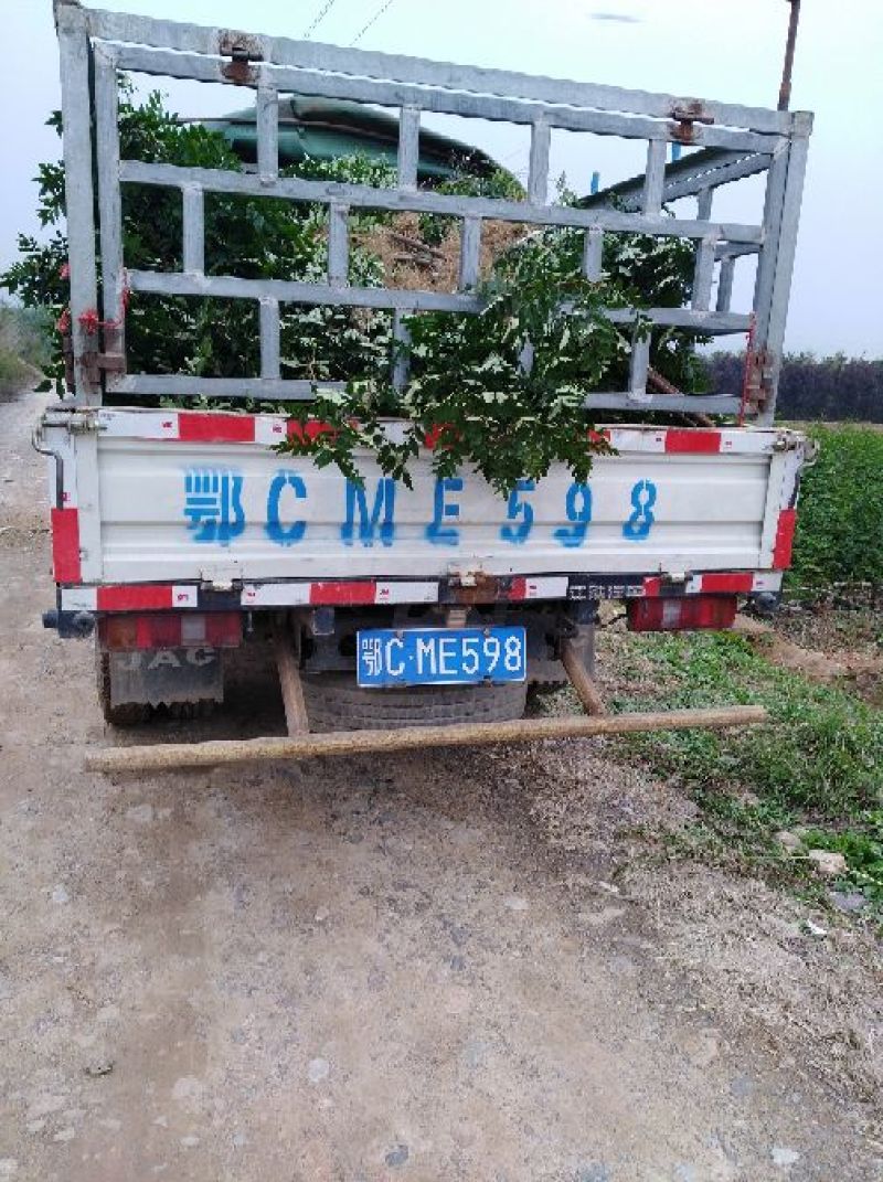 大红袍无刺花椒苗0.5~1公分以上年产量3O万一50万