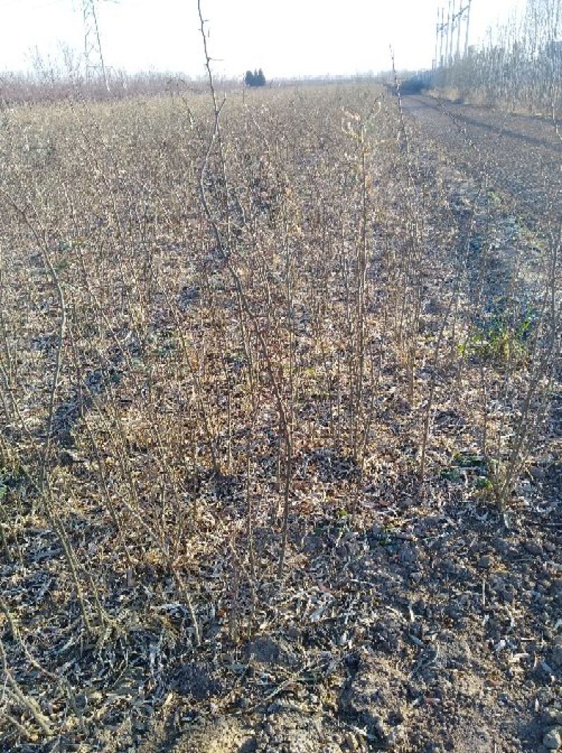 大红袍无刺花椒苗0.5~1公分以上年产量3O万一50万