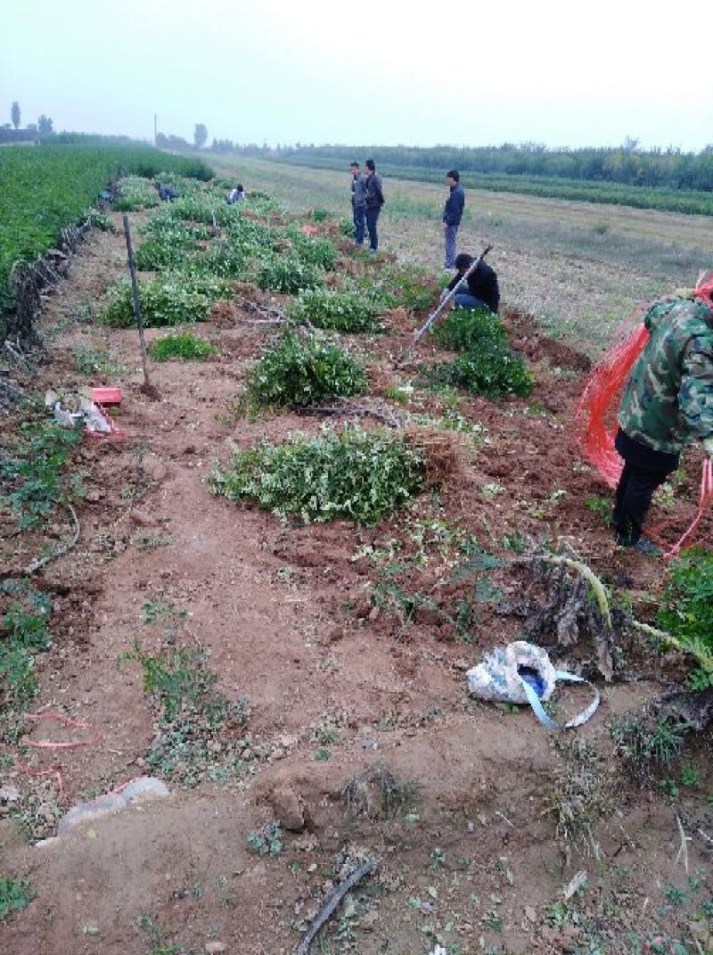 大红袍无刺花椒苗0.5~1公分以上年产量3O万一50万