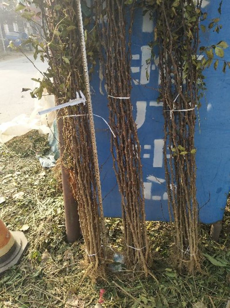 花椒苗大红袍花椒苗，无刺花椒苗提供技术指导
