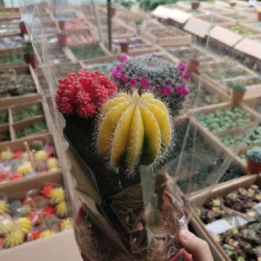 多肉植物，带盆栽好！
