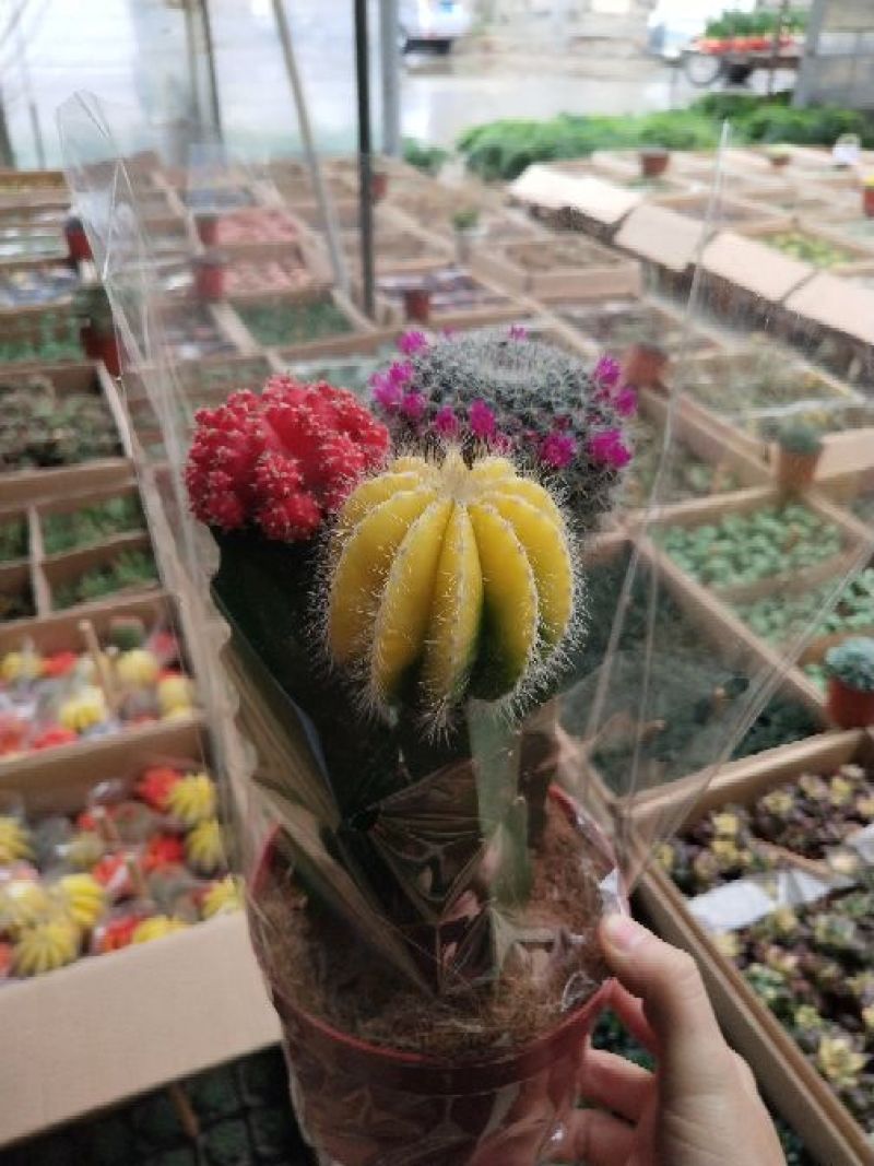 多肉植物，带盆栽好！