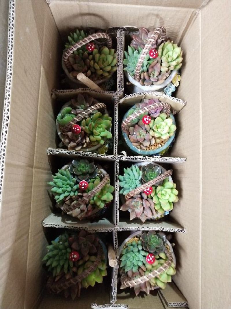 多肉植物，带盆栽好！