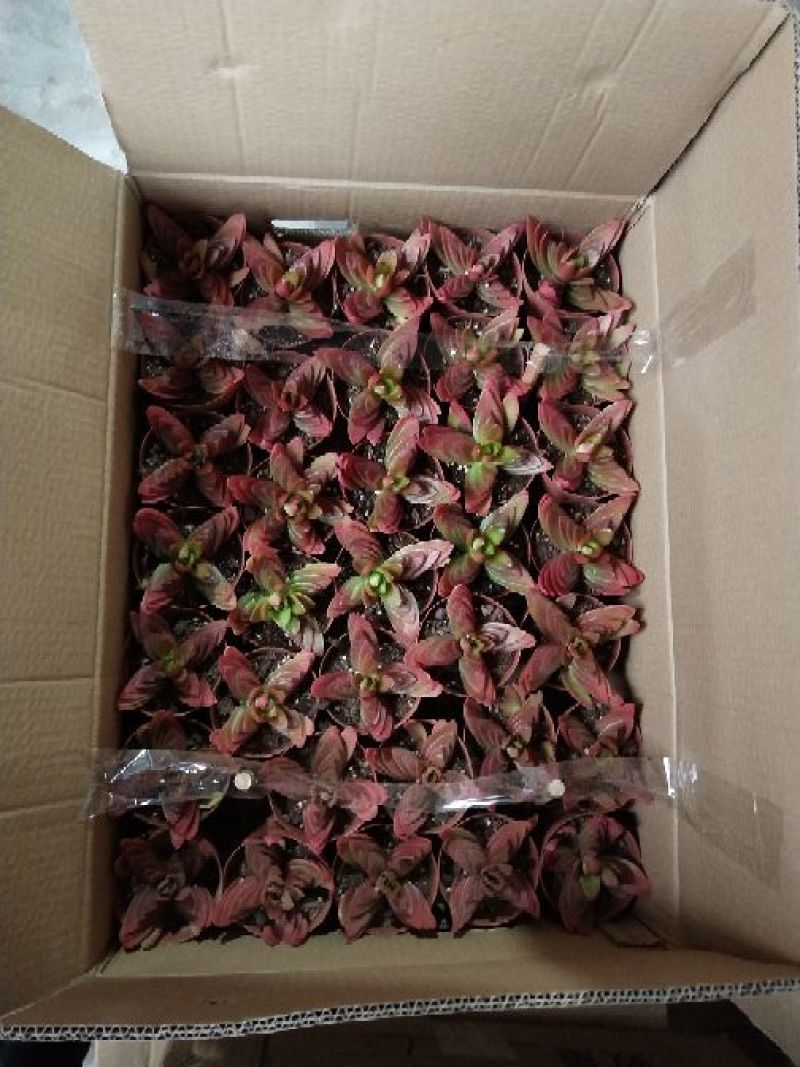 多肉植物，带盆栽好！
