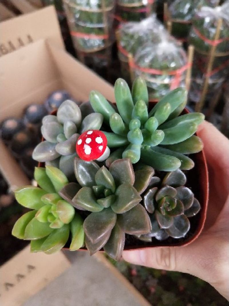 多肉植物，带盆栽好！