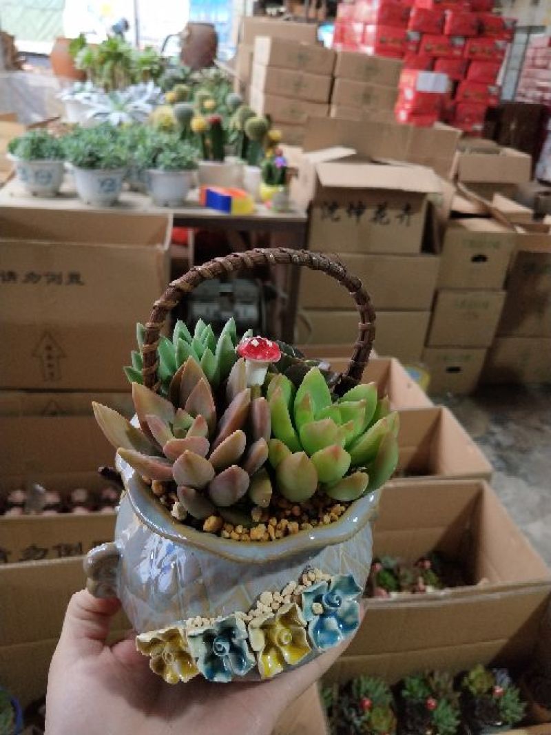 多肉植物，带盆栽好！