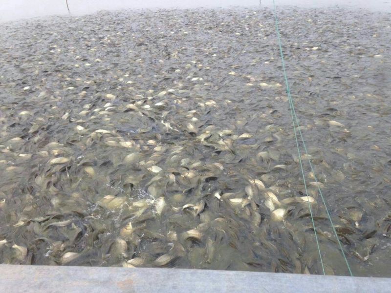 湘云鲫食用