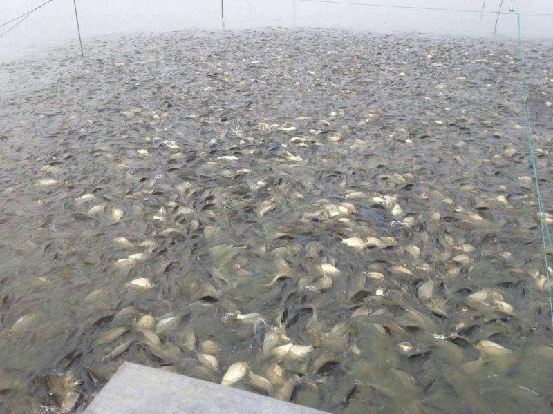 湘云鲫食用