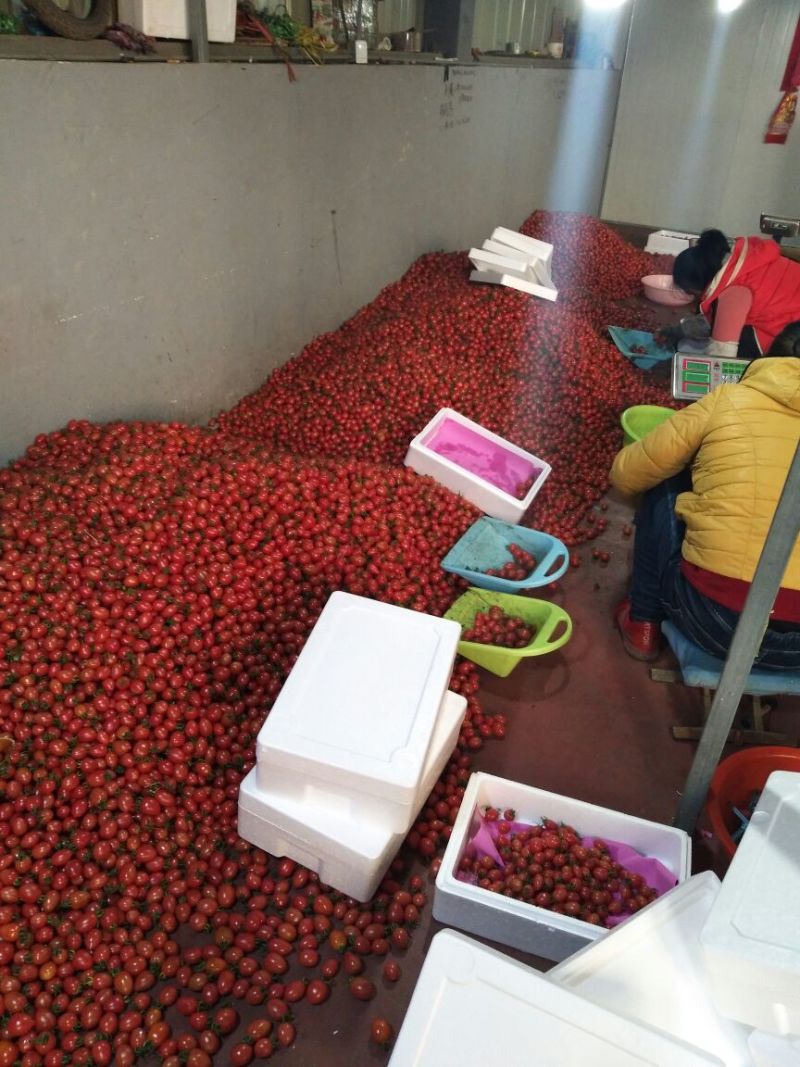 千禧圣女果，新鲜采摘，专供水果市场，大型超市，电商，