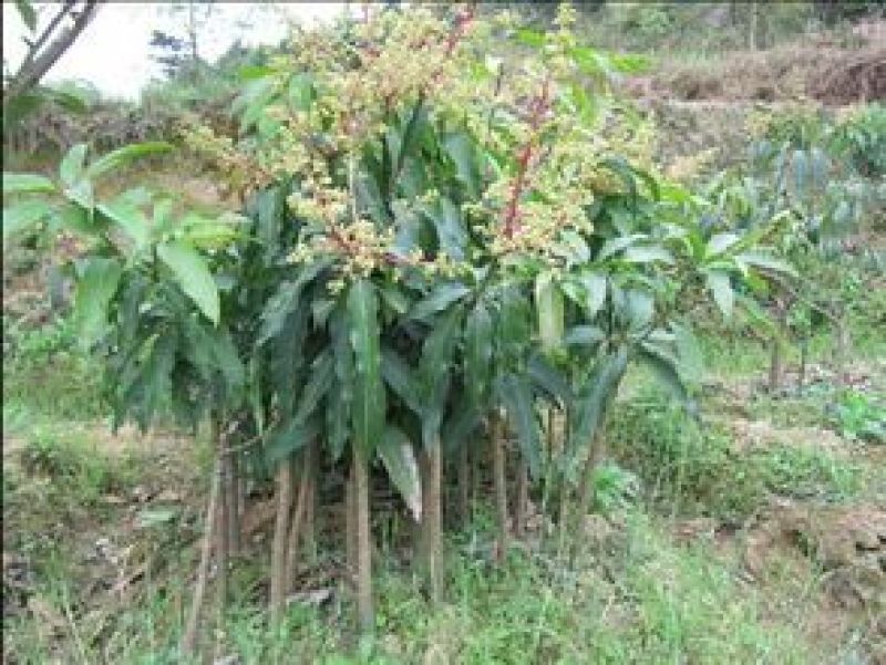 芒果苗1m以下