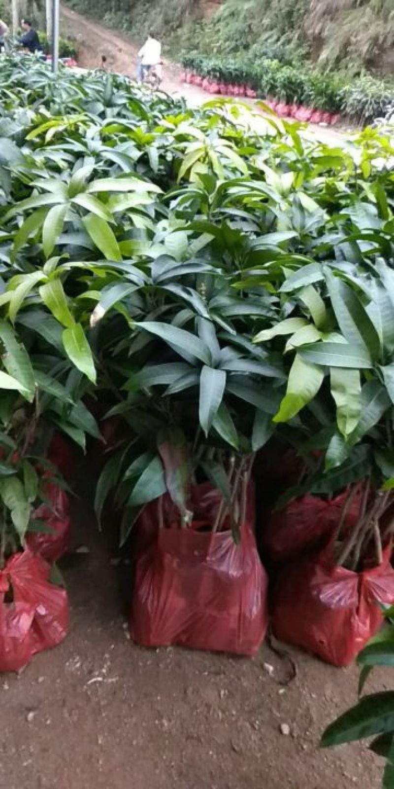 芒果苗1m以下