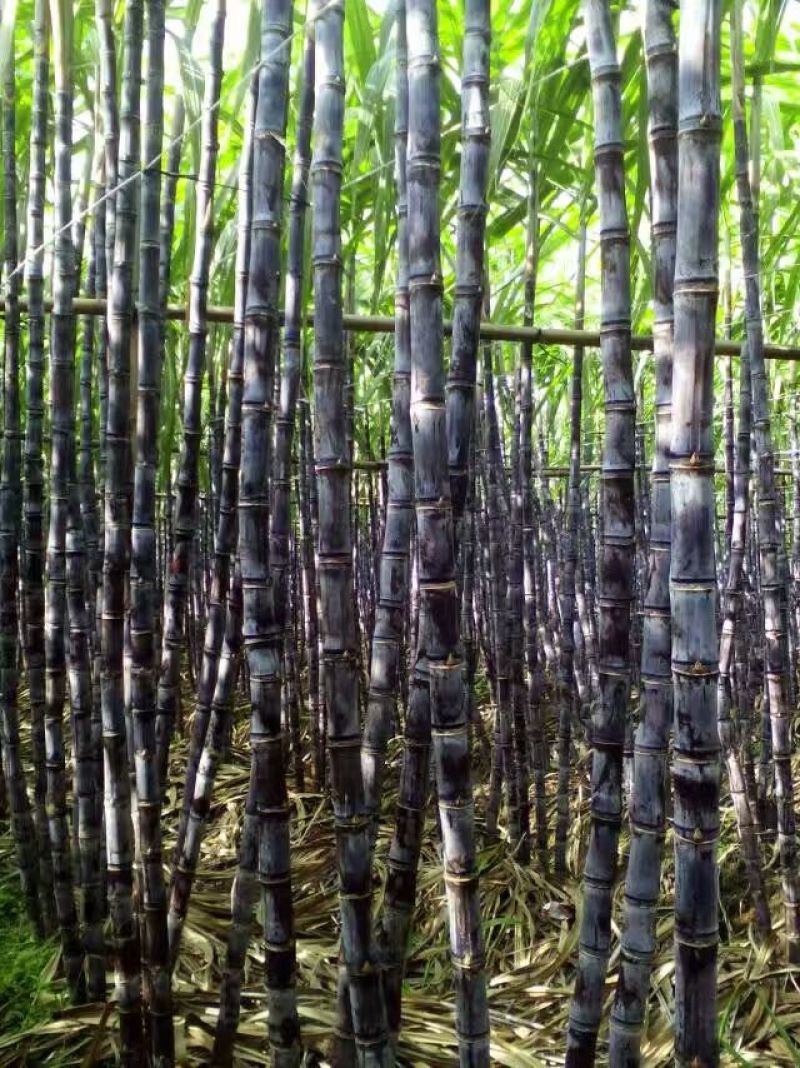 黑皮甘蔗纯甜可口，节度均匀，现货供应充足，质量保证