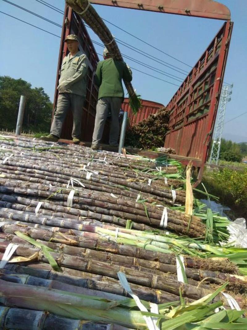 黑皮甘蔗纯甜可口，节度均匀，现货供应充足，质量保证